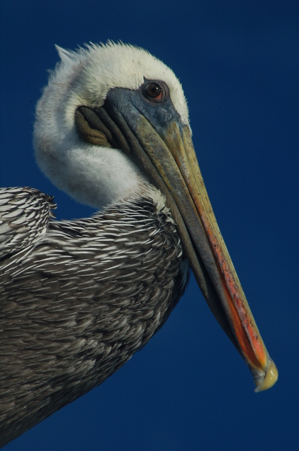 posing pelican
